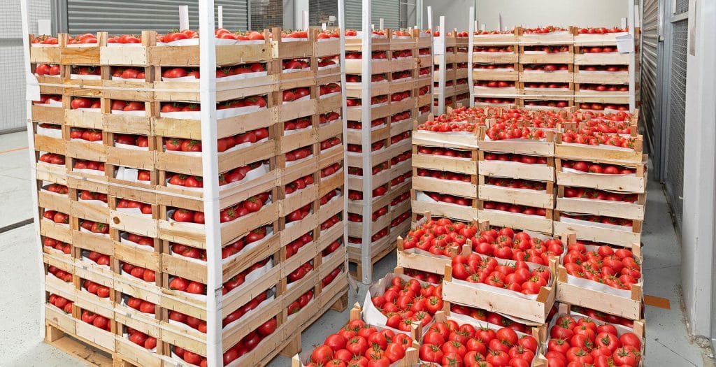 Crates of Red Tomato On Pallets